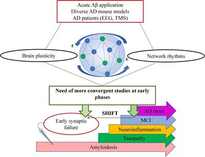 Frontiers | Synaptic Plasticity And Oscillations In Alzheimer’s Disease ...